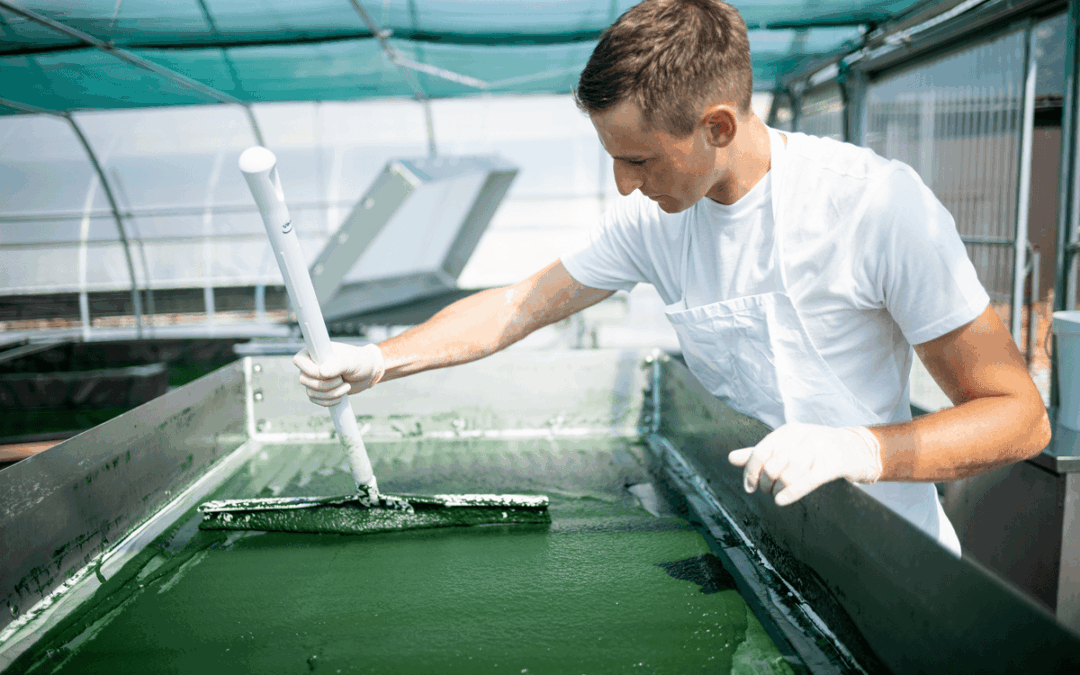Spiruline suisse : pourquoi la choisir et comment la reconnaître ?